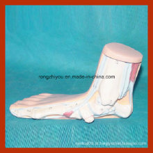 Modelo de pé anatômico humano Modelo do pé anormal (flatfoot)